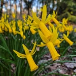 Dan Winter - @dan.theevenleywoodgardener - Instagram