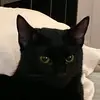 Dan_Im hell of annoying - @dan_123wish - TikTok