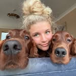 The Danwish Irish Setter Fam - @danwish_family - Instagram