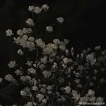 dan xiang - @anegg1006 - Instagram