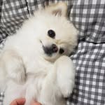 단양이(Danyang) / 맞팔은 댓글🙆‍♀️❣ - @danyang_shin - Instagram
