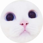 Danyo Cat - @danyostagram - Instagram
