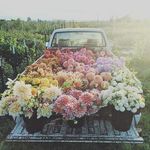 Dana Ammons - @misssmartypoints - Instagram
