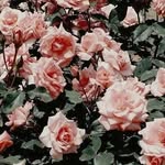 dodo - @danab_ack - Instagram