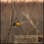 Dana Ball - @sojournerslifephotography - Instagram