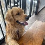 Dana Knight Barfield - @morepuppieslessassholes - Instagram