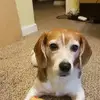 danabergman277 - @danabergman277 - TikTok