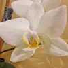 Dana - @danabird87 - TikTok