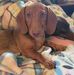 Diana Boatwright - Facebook