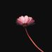 Dana Bossier - Facebook