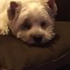 Dana Bott - @dana.bott - TikTok
