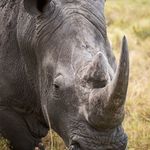 Rhinoceros - @dana.a.bouchard - Instagram