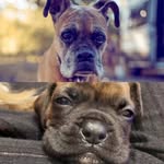 Dana& Arya🐶❤️ - @danaboxer__aryaboxer - Instagram