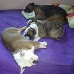 Dana Sanford - @danaboxers_n_bulldogs - Instagram