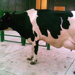cattle breeding emami danaloo - @emami_dairy_farm - Instagram