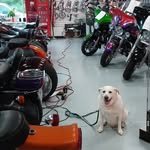Dana Bright - @bipolarbikerpaws - Instagram