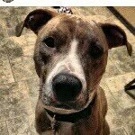 Dana - @dana_thebrindlepit - Instagram