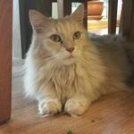 Dana Budde - @dana.budde - Instagram