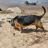 Dana Dog - @danaburnham8 - TikTok