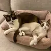 dana - @danakitkatandrolo - TikTok