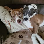 Dana Clapper - @ocdoggirl55 - Instagram