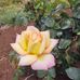 Dana Cobb - Facebook