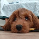 DANA🐶 - @dana.cobberdog_27 - Instagram