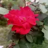 Tanka sarma - @coffee.dana - TikTok