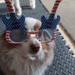 Dana Connolly - @dancingdogs79 - Instagram