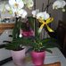 Dana Conte - Facebook