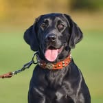 Dana Daniels - @aurumcanineservices - Instagram