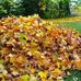 Dana and Franks Fall Leaf Cleanup - Facebook