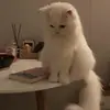 DanaFitzpatrick - @zumr32076kh - TikTok