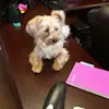 alexismom0 - @danafleet - TikTok