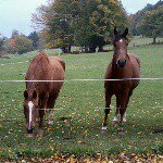 les chevaux une vie - @dana_fleur_gadjet - Instagram