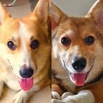Forest & Dana the Corgis - @forest_and_dana_the_corgi_ph - Instagram