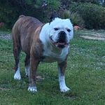 Dana Gallagher Guzman - @otis_the_oeb - Instagram