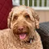 Dana Graves-Gamble - @dana.gravesgamble - TikTok