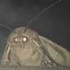 daniela.gingrich - @daniela.gingrich - TikTok