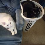 Dana Bouman Glick - @glickdana - Instagram