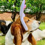 Dana Goldstein - @louiebasset - Instagram