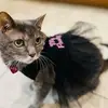 Dana Goldstein Bellamy - @danarbellamy - TikTok