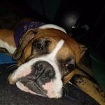 dana guild - @danaguildcrf150rd - Instagram