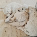 Si Mone - @golden_retriever_hailey_dana - Instagram