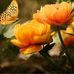 Dana Heine - Facebook