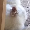 Danna Ku Pech - @gallinajaponesa - TikTok