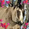 Dana Scott-Leavitt - @dana.scottleavitt - TikTok