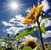 Dana Levitt - Facebook