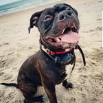 @dana_mattis_the_pitty - Instagram