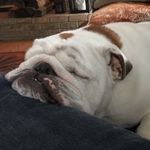 Dana Moses - @bradstreet65 - Instagram